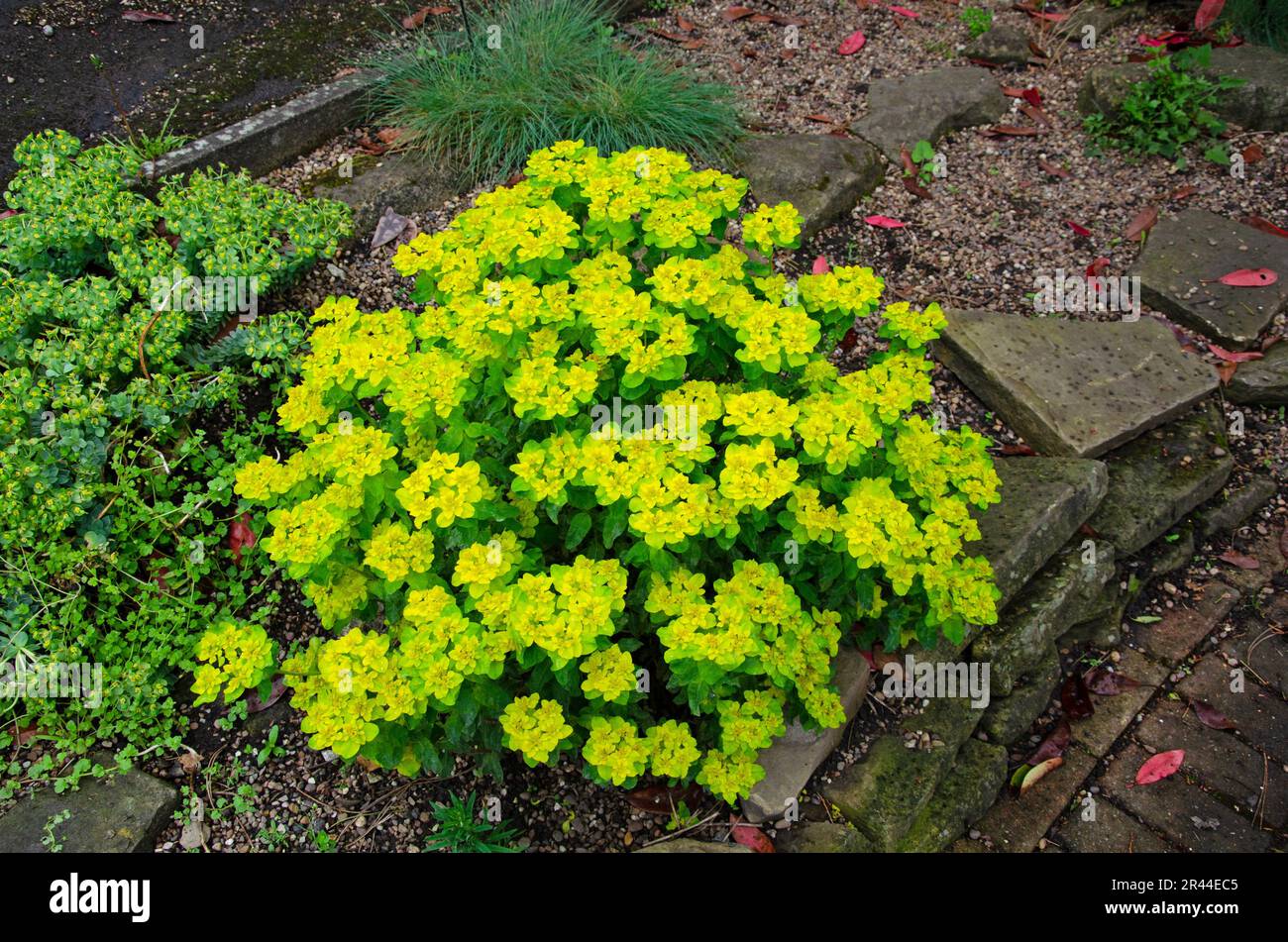 Eggleaf spurge shrub, full bloom. Full frame image from above. Euphorbia oblongata Stock Photo