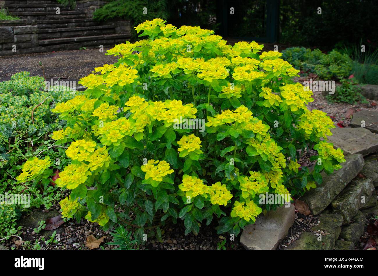 Eggleaf spurge shrub, full bloom. Close up side image. Euphorbia oblongata Stock Photo