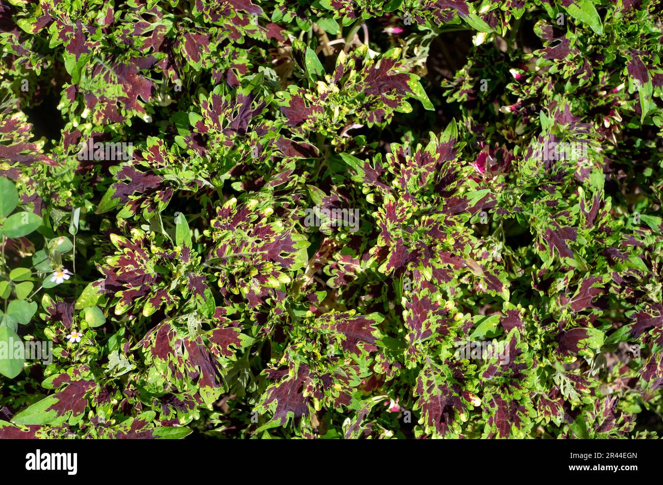 Colorful  Coral Coleus, commonly known as coleus, a species of flowering plant Stock Photo