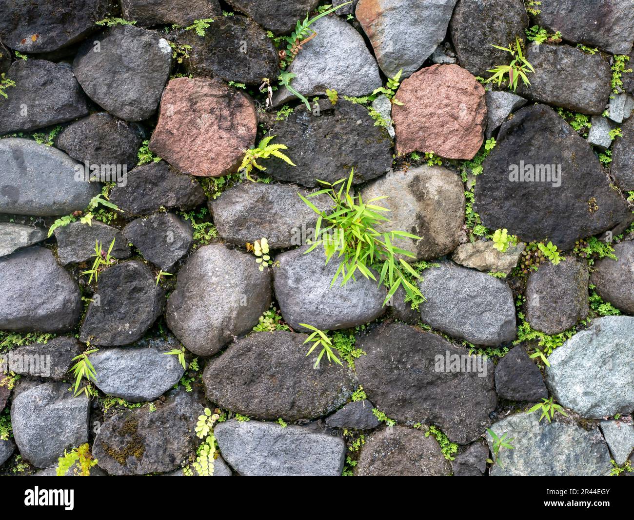 Green grass on the stone walls for natural background and wallpaper Stock Photo