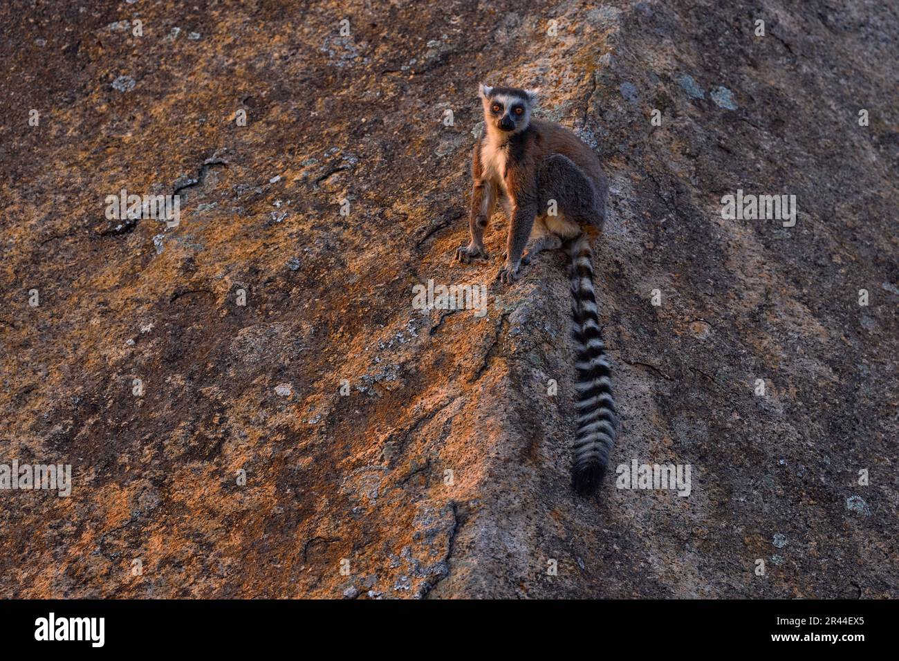 Monkey with granite rock, sunset. Madagascar wildlife, Ring-tailed Lemur, Lemur catta. Animal from Madagascar, Africa, orange eyes. Evening light suns Stock Photo