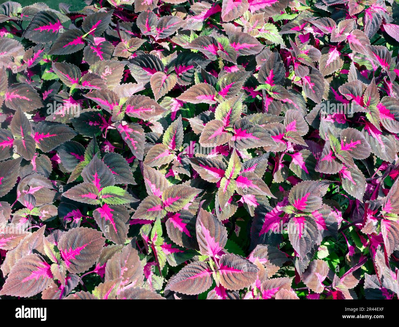 Pink Coral Coleus, commonly known as coleus, a species of flowering plant Stock Photo