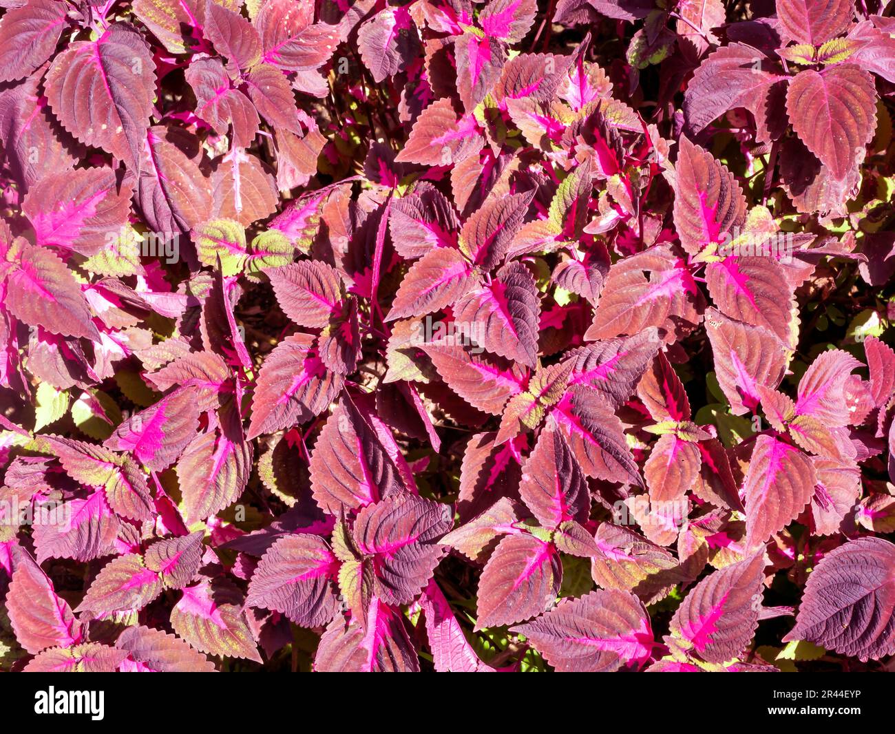 Purple  Coral Coleus, commonly known as coleus, a species of flowering plant Stock Photo