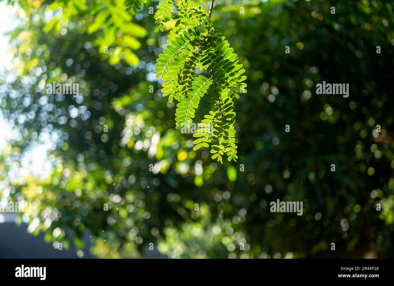 River tamarind (Leucaena leucocephala) green leaves with bokeh background Stock Photo