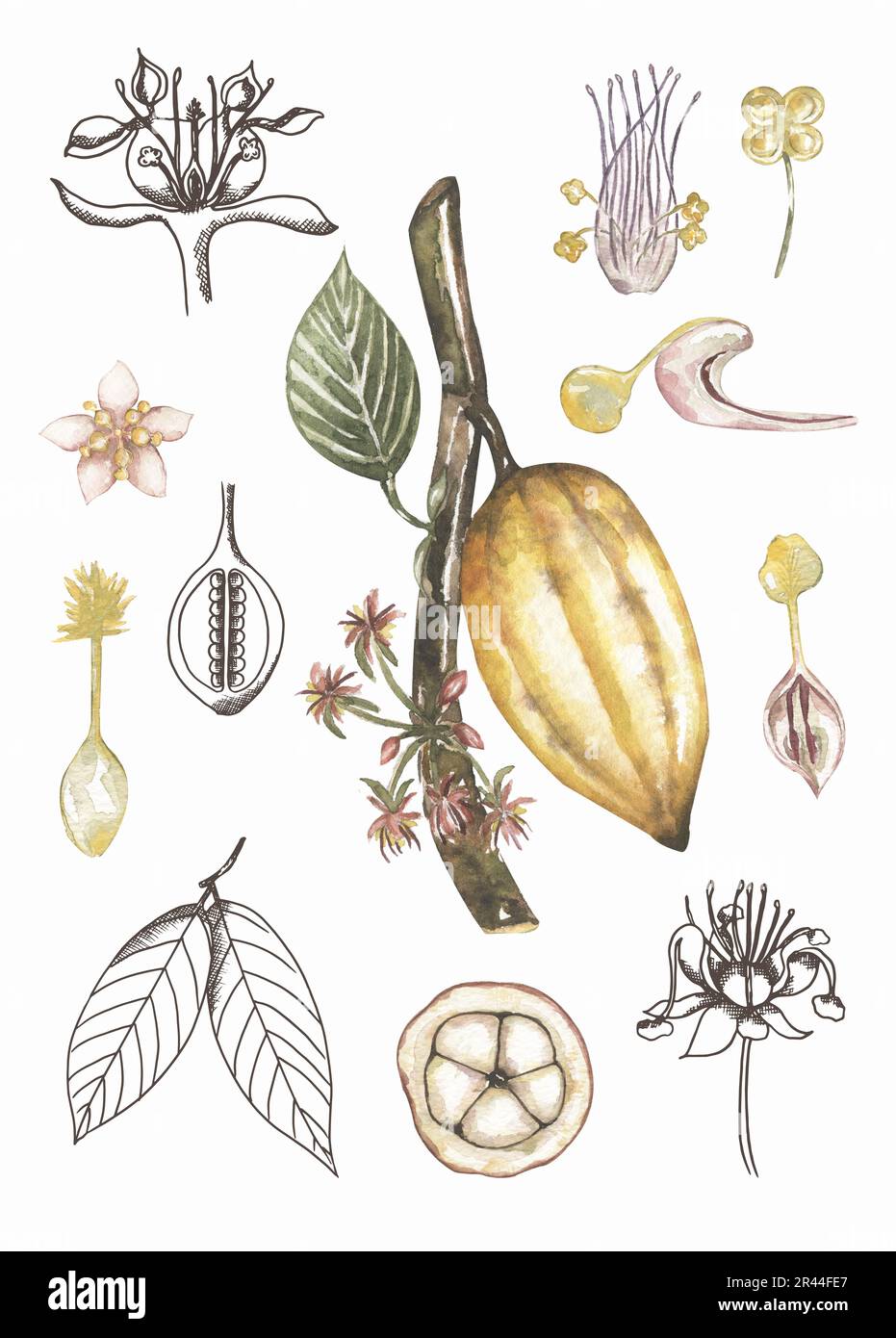 Watercolor vintage life cycle poster with cacao pod and leaves. Old