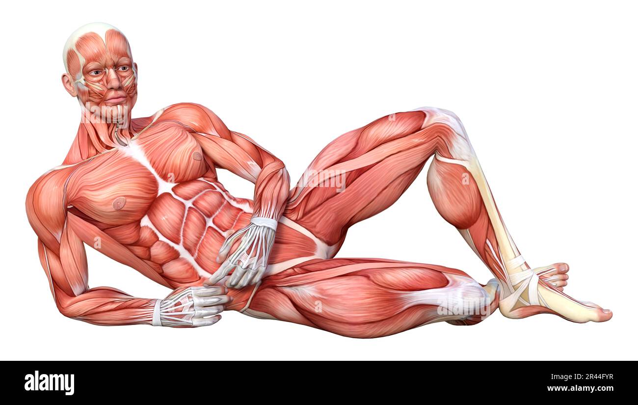 3D rendering of a male figure with muscle maps isolated on white ...