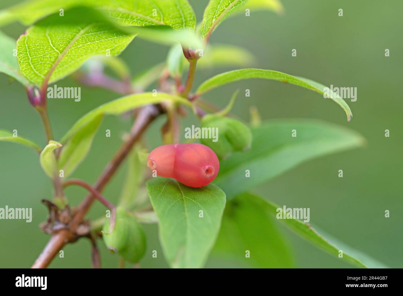 Close up macro image of honeysuckle fruit. Dipelta yunnanensis. Stock Photo