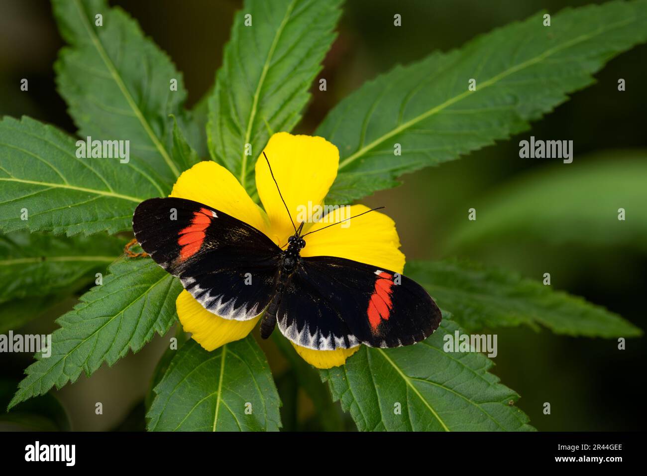 Common Postman - Heliconius melpomene, beautiful colored brushfoot butterfly from Central American meadows and forests, Mexico. Stock Photo