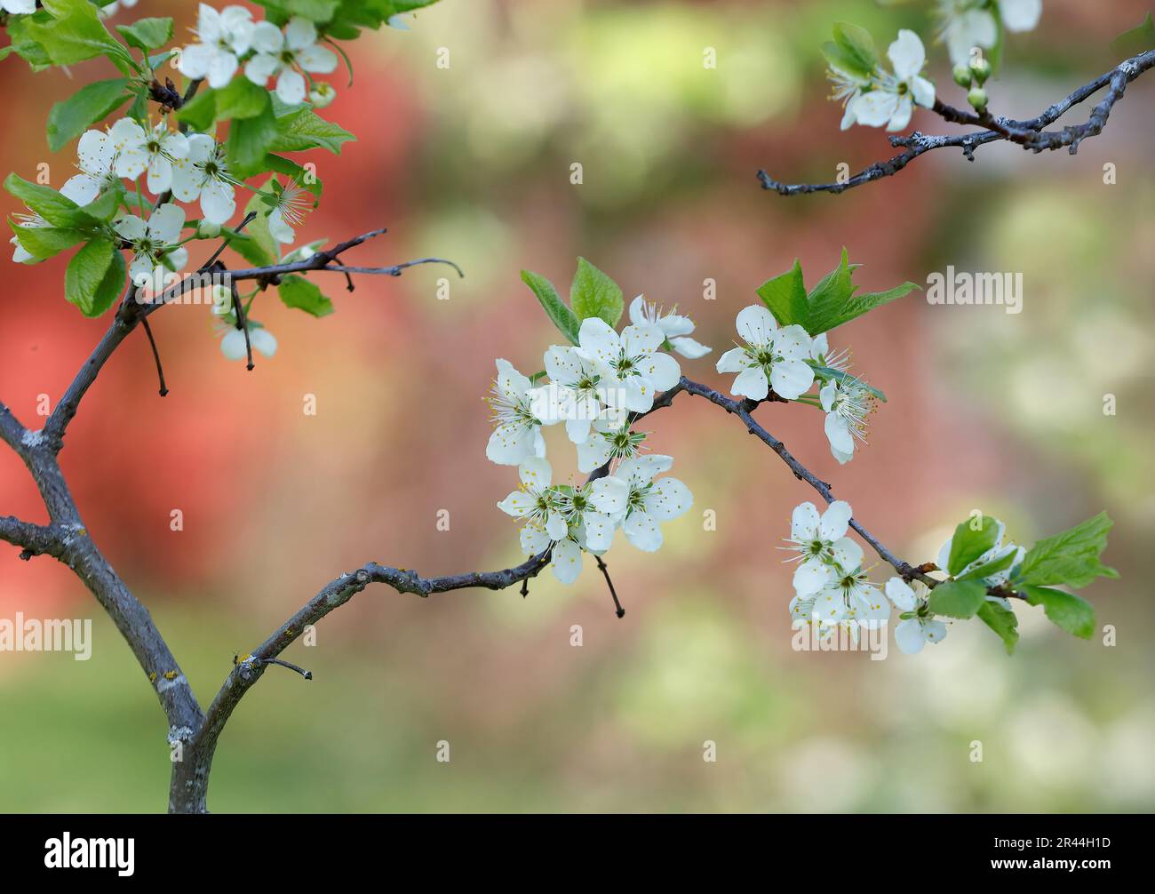 Plum trees branches blooming with white fragile flowers Stock Photo