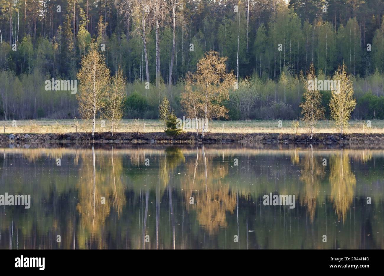 Reflection of birch trees in the river in spring Stock Photo