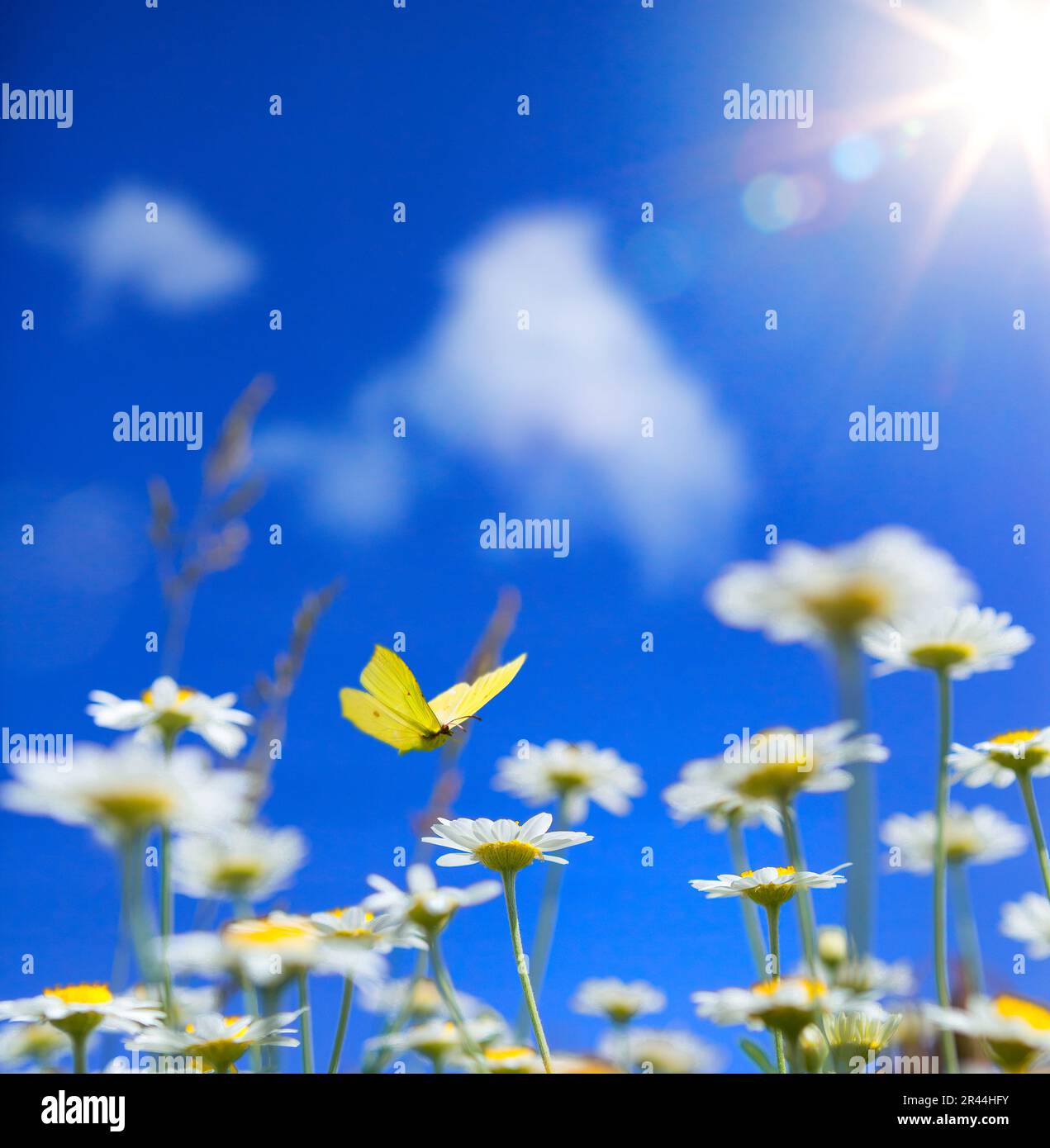 spring summer background with on wildflowers and fly butterfly on a  blue sunny sky background Stock Photo