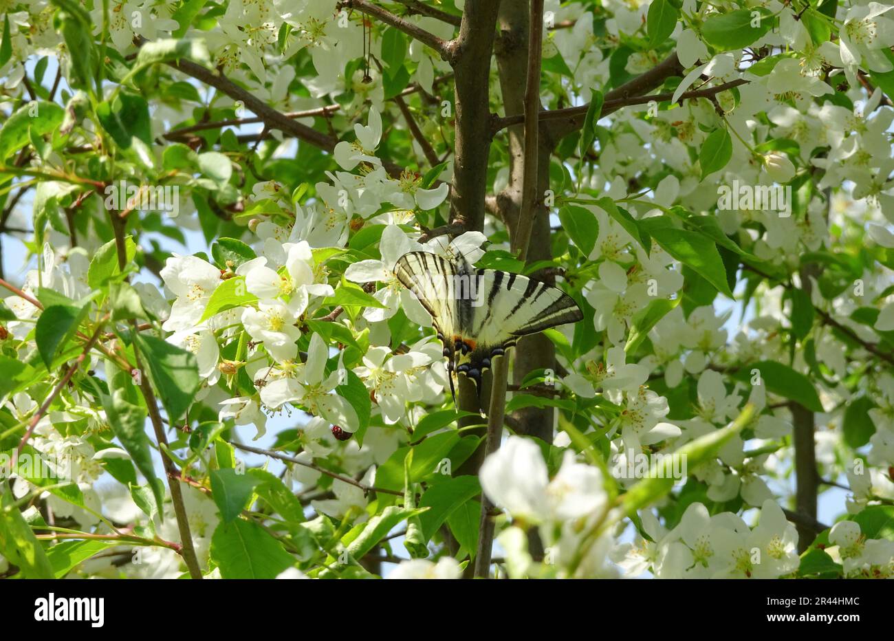 Butterfly scarce swallowtail (Iphiclides podalirius) on apple flowers. Stock Photo