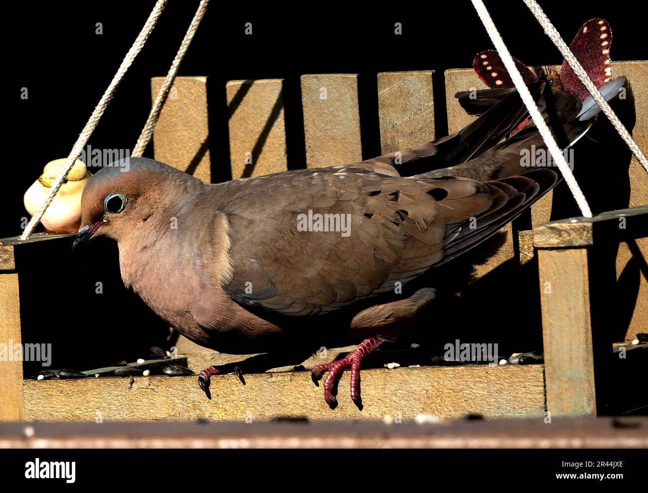 A Mourning Dove at the bird feeder Stock Photo Alamy