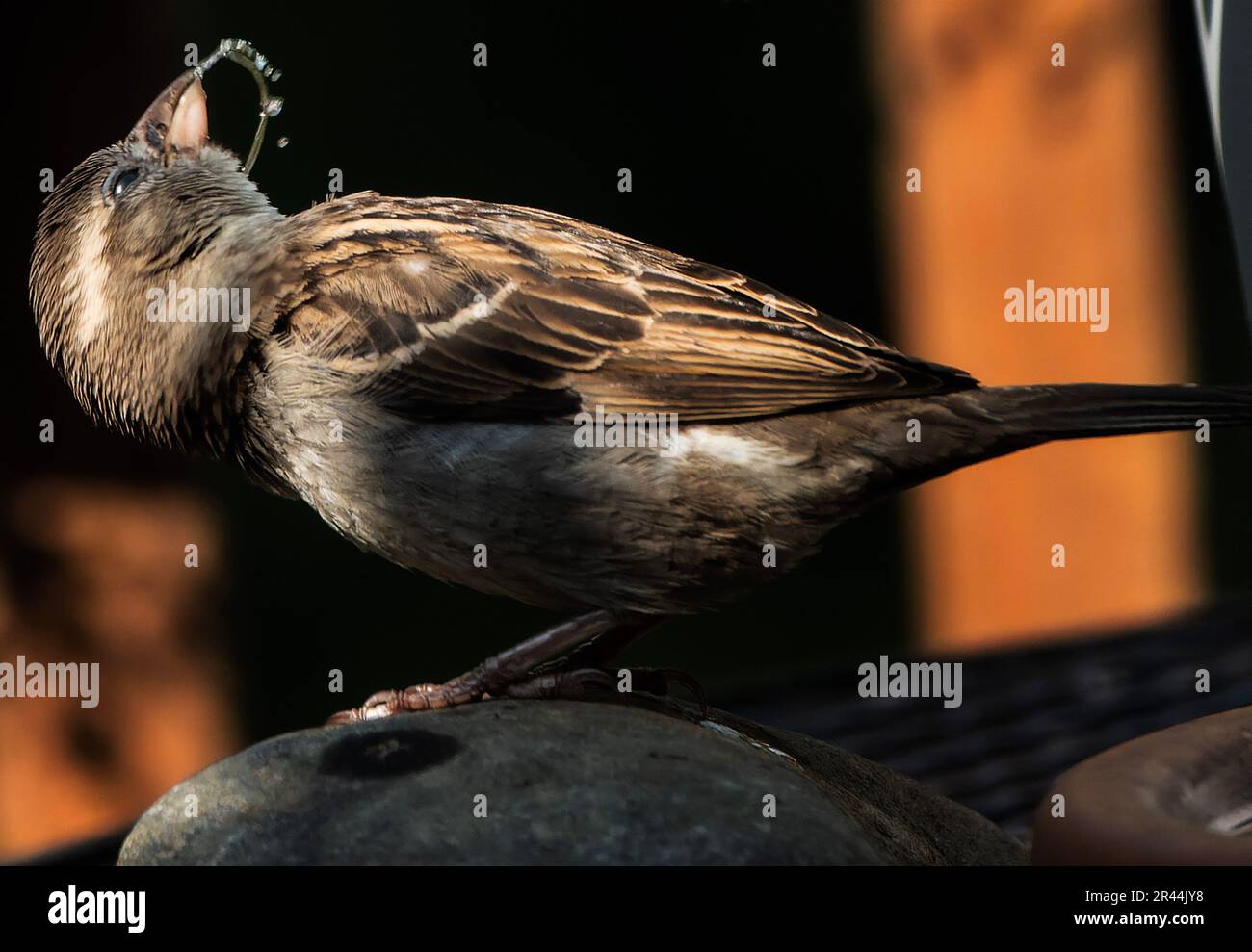 A small Sparrow on the bird feeder Stock Photo