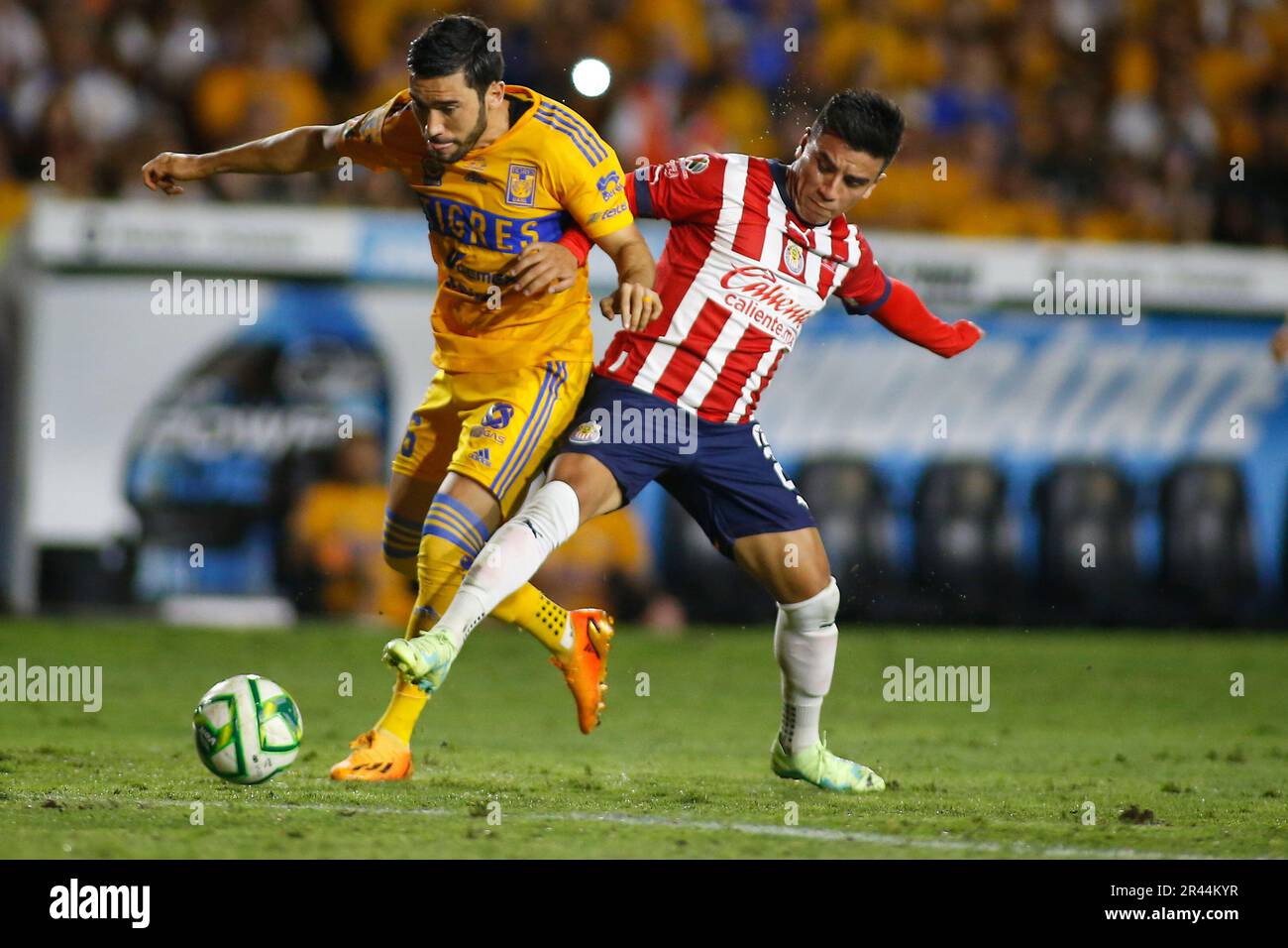 Tigres uanl 2023 hi-res stock photography and images - Alamy