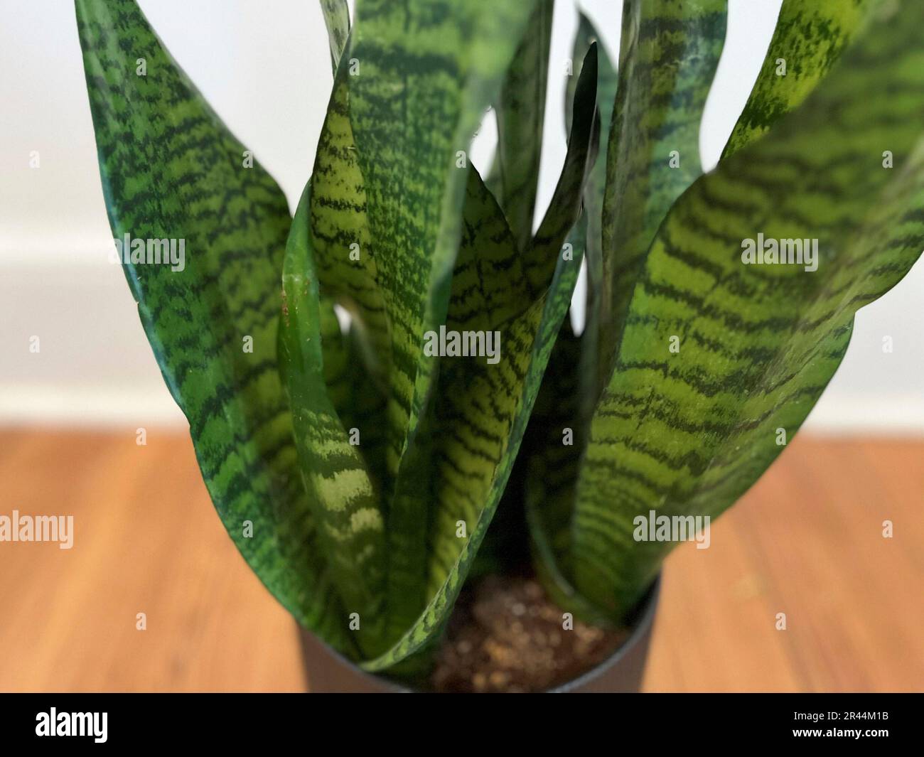 Snake plant nasa deals
