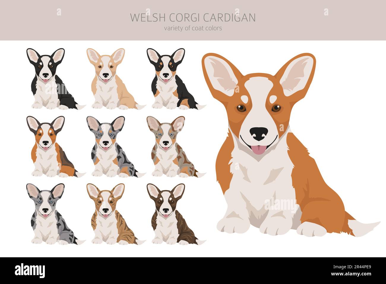 Welsh corgi cardigan puppy clipart. Different poses, coat colors set.  Vector illustration Stock Vector