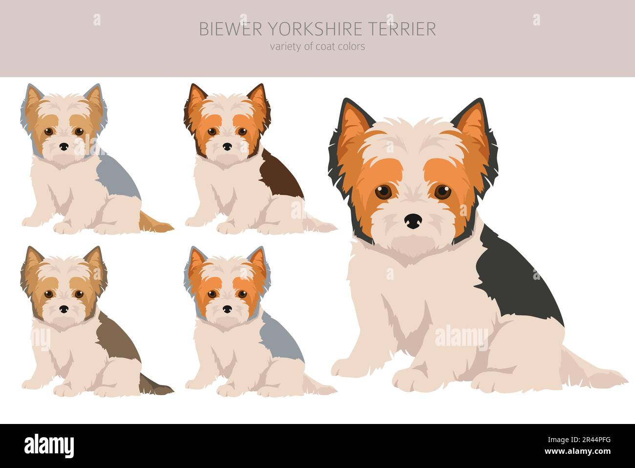 Biewer Yorkshire Terrier puppy clipart. Different poses, coat colors