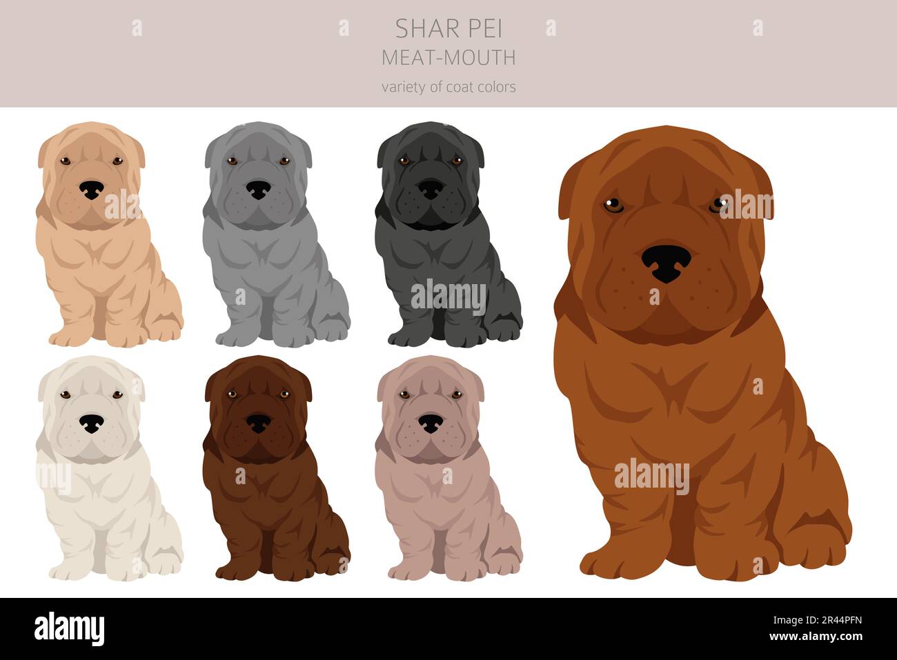 Meat mouth best sale shar pei