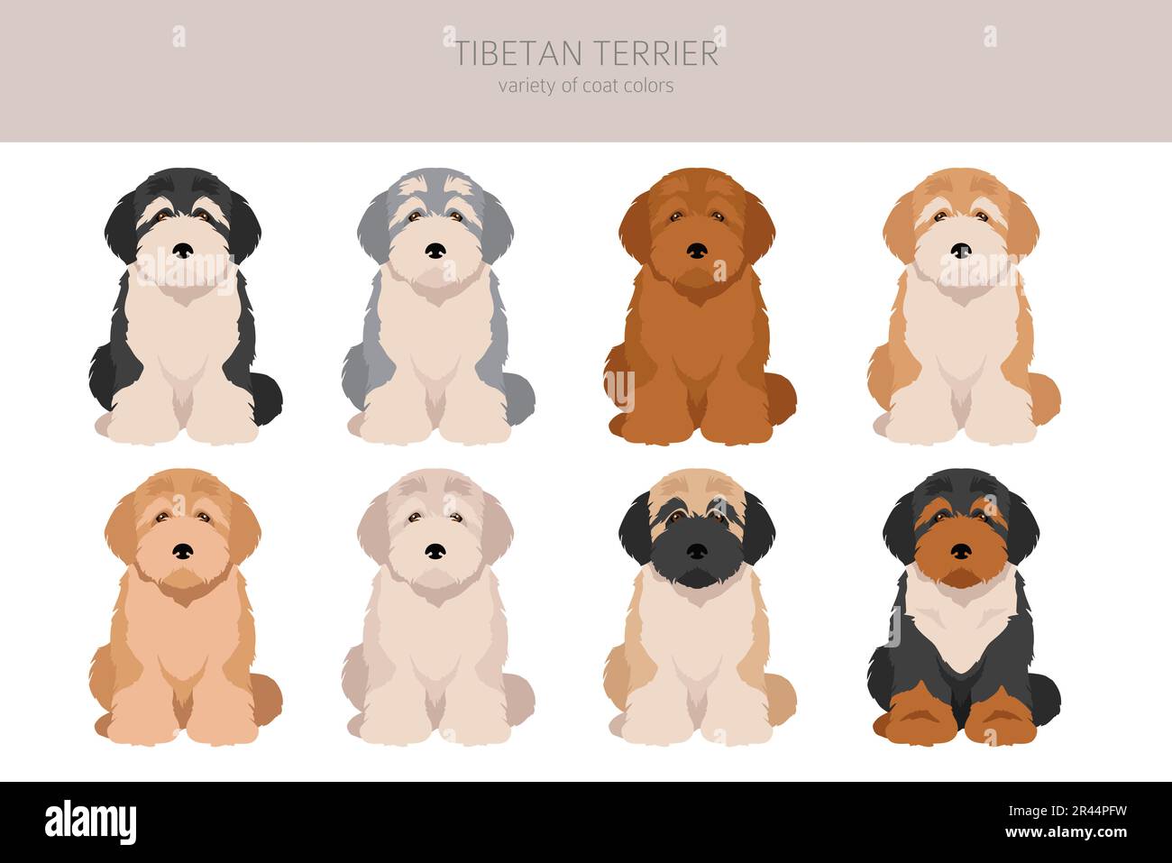 Tibetan terrier puppy clipart. Different poses, coat colors set.  Vector illustration Stock Vector