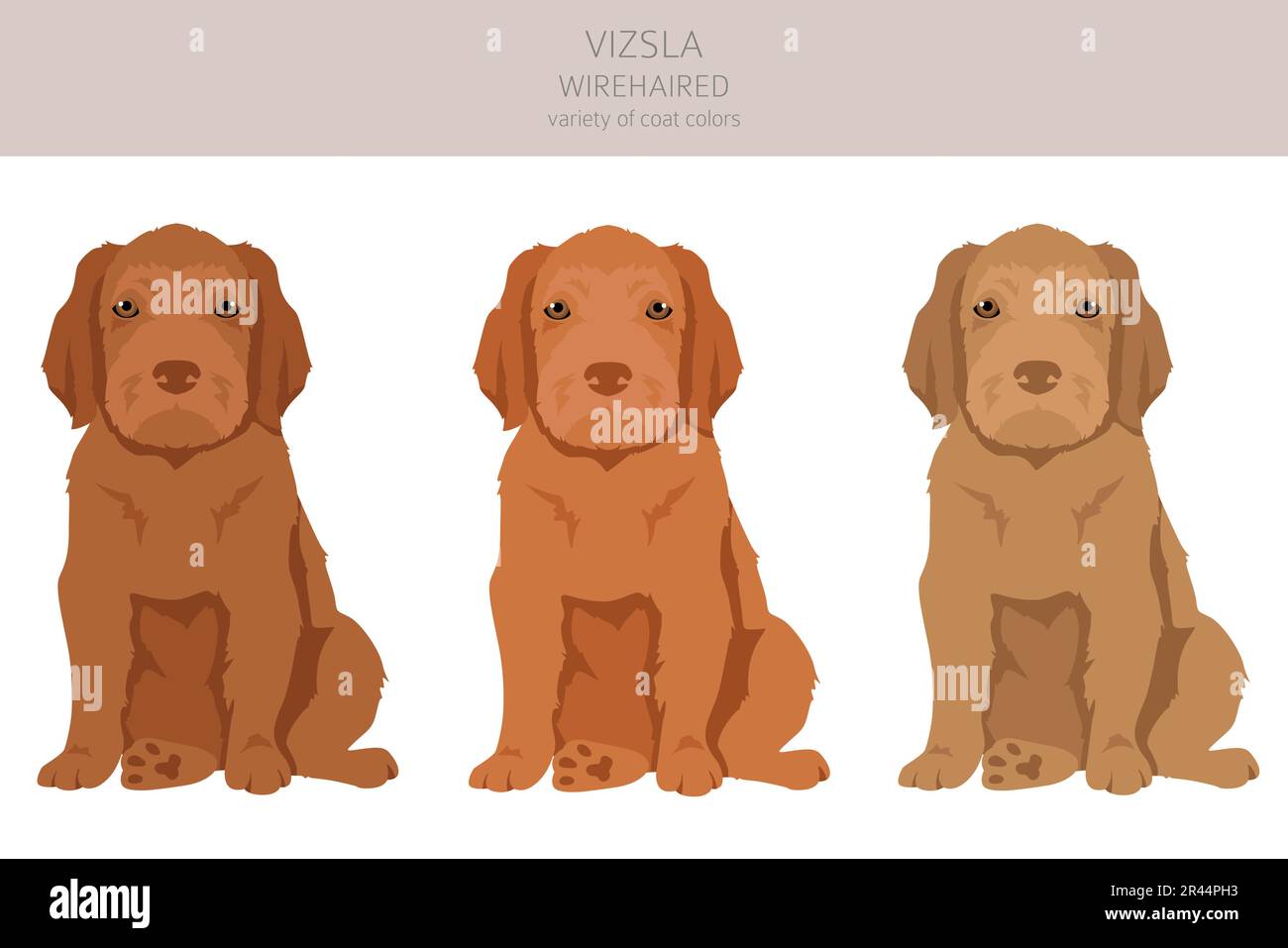 Vizsla wirehaired puppy clipart. Different poses, coat colors set. Vector illustration Stock