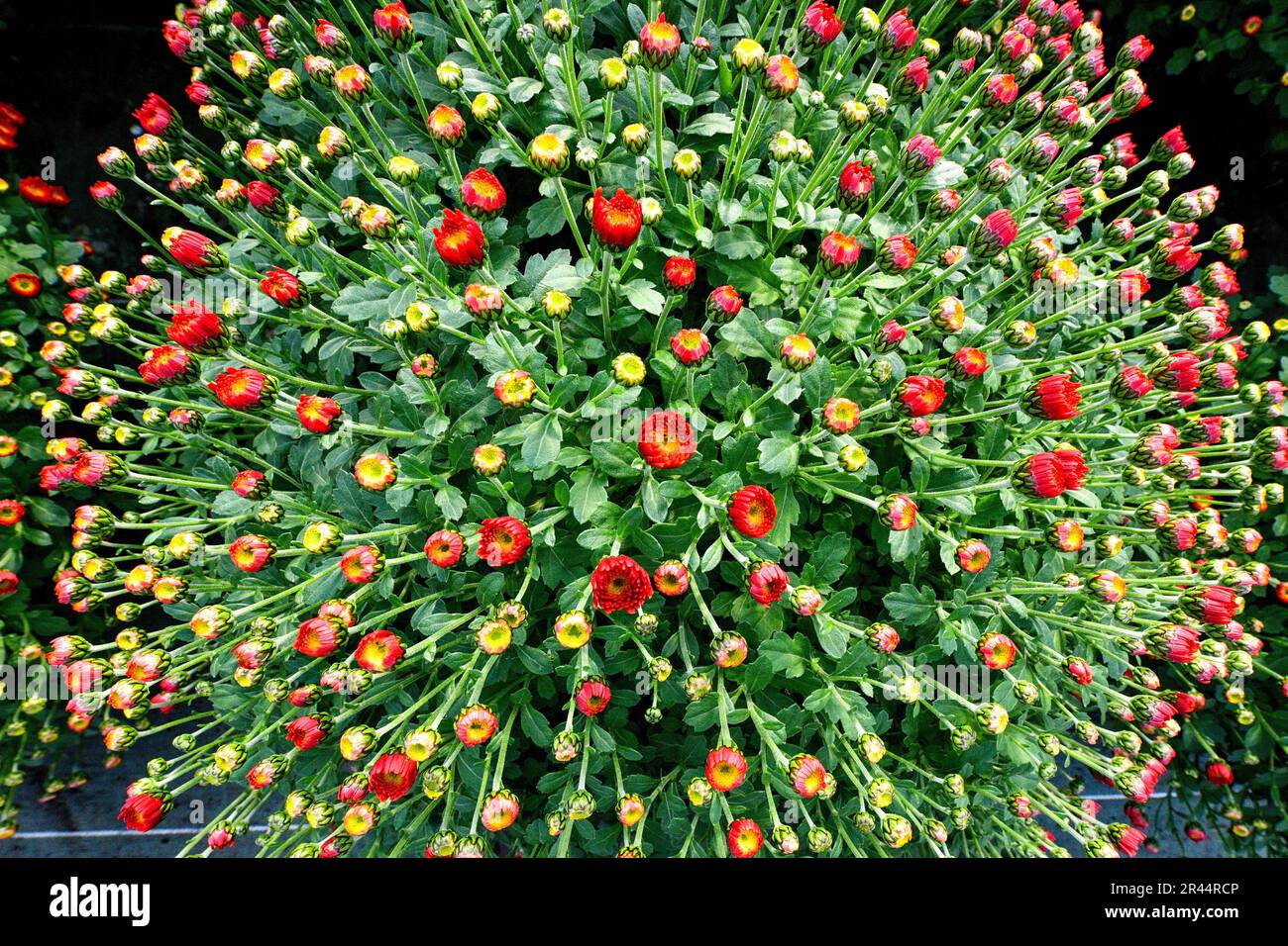 Chrysanthemum at the horticultural center of Franqueville-Saint-Pierre (Normandy, northern France) Stock Photo