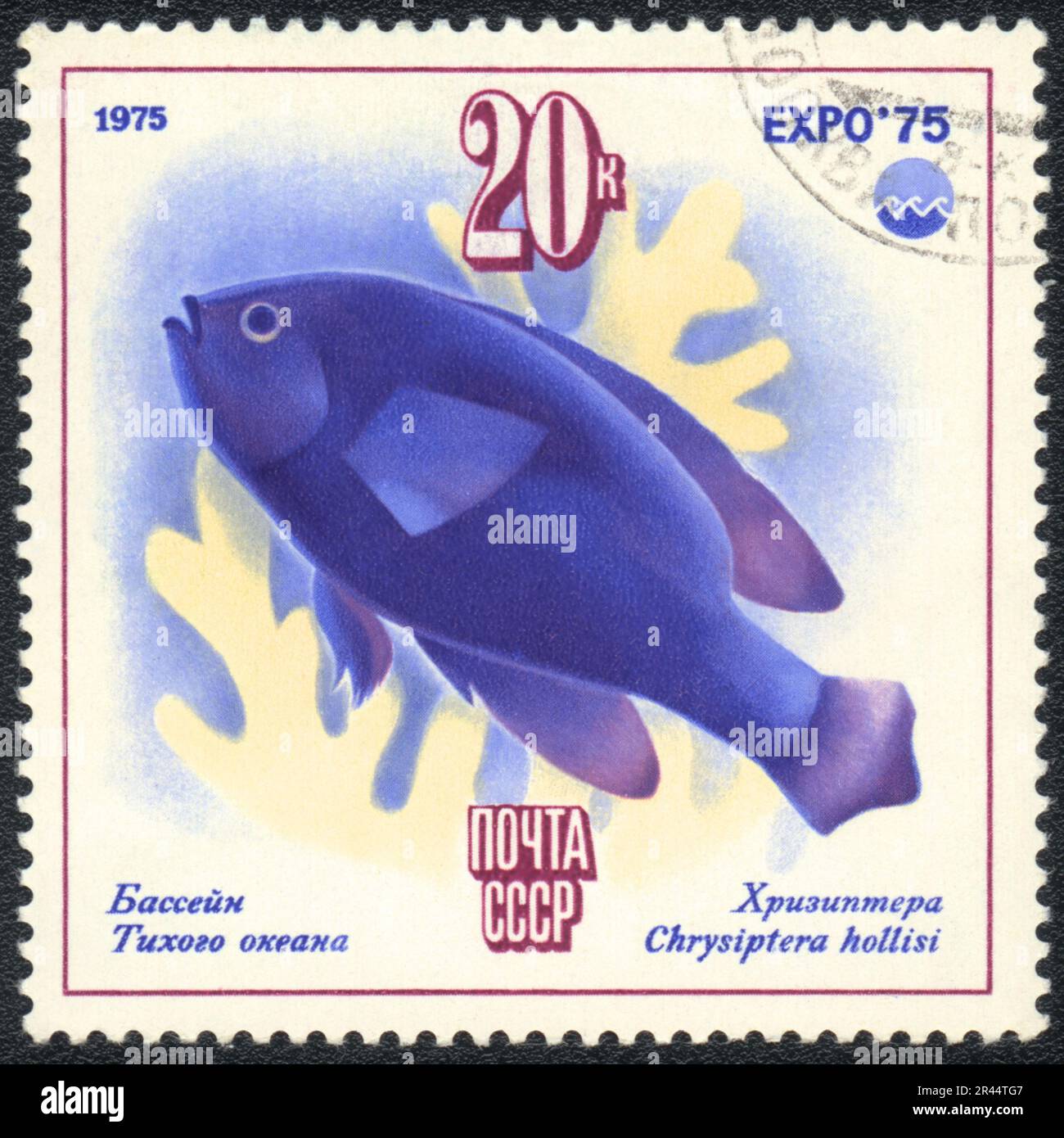 A stamp printed in USSR  shows Pacific Ocean fish Chrysiptera hollisi, from series 'EXPO 75', circa 1975 Stock Photo