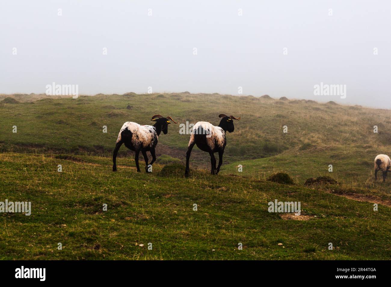 Flock of goats grazing on meadow along the Camino de Santiago in the French Pyrenees Stock Photo