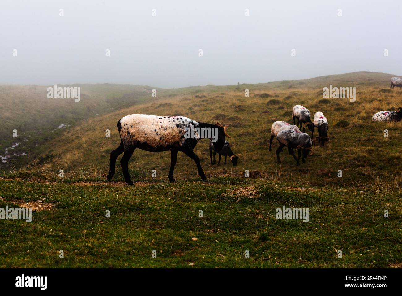 Flock of goats grazing on meadow along the Camino de Santiago in the French Pyrenees Stock Photo