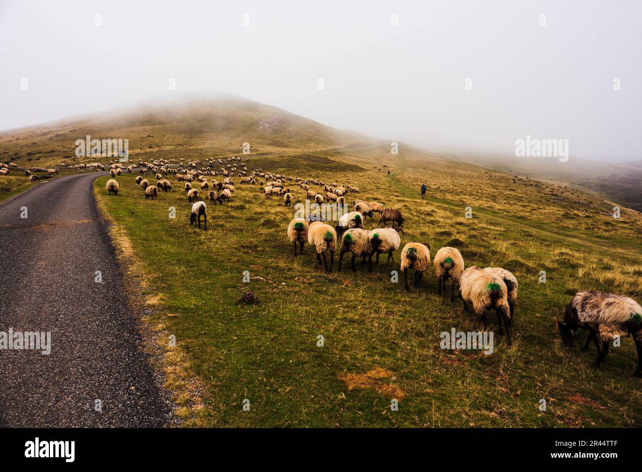 Flock of sheep grazing next to the path of the Camino de Santiago in the French Pyrenees Stock Photo