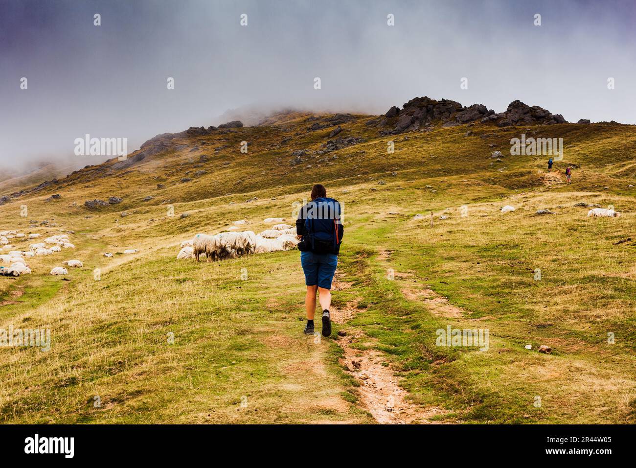 Pilgrim walking next to a flock of sheep along the way of St. James. The mixed flock of sheep and goats grazing on meadow in the French Pyrenees Stock Photo