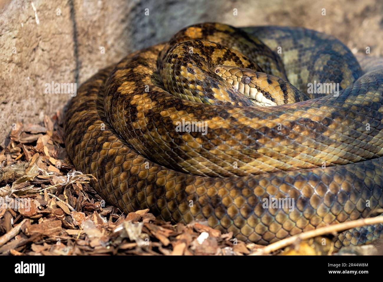 A snake with a pattern of shiny scales lies curled up in the autumn foliage, and listens with its eyes following the environment. Stock Photo