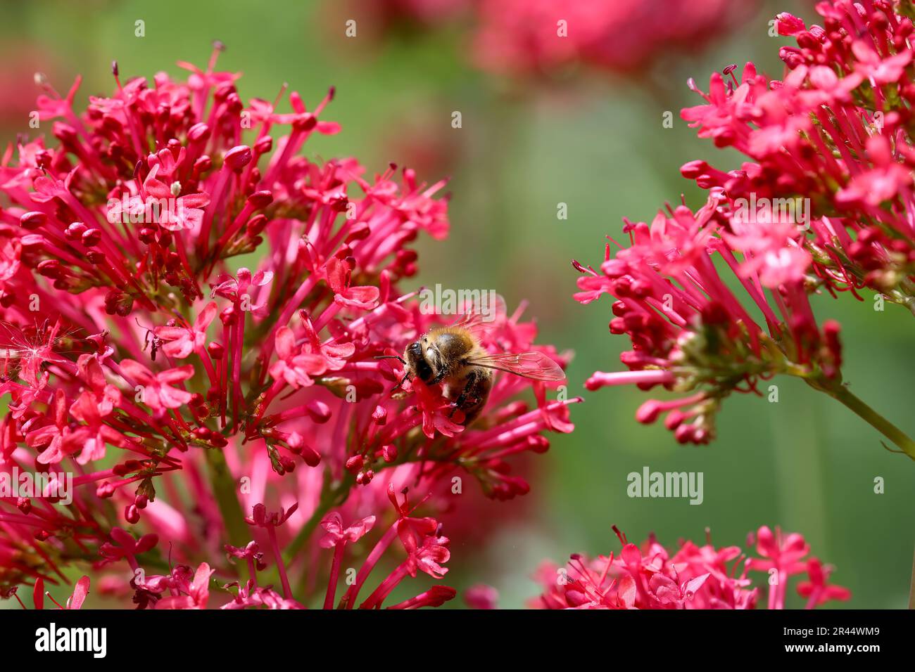 Close up of red spur flower with bee Stock Photo
