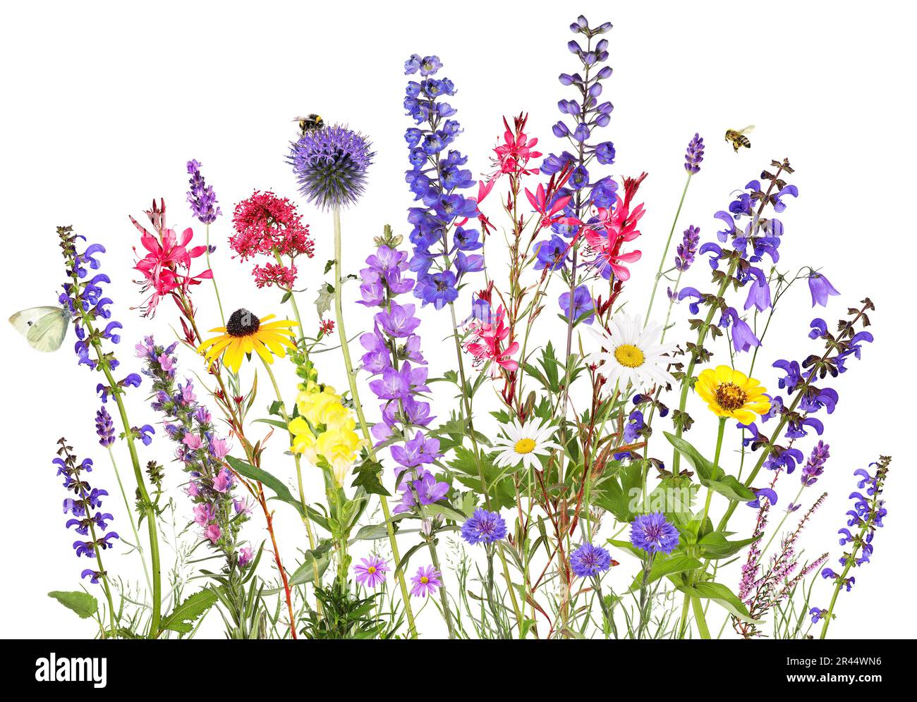 Colorful garden flowers with insects, isolated background Stock Photo
