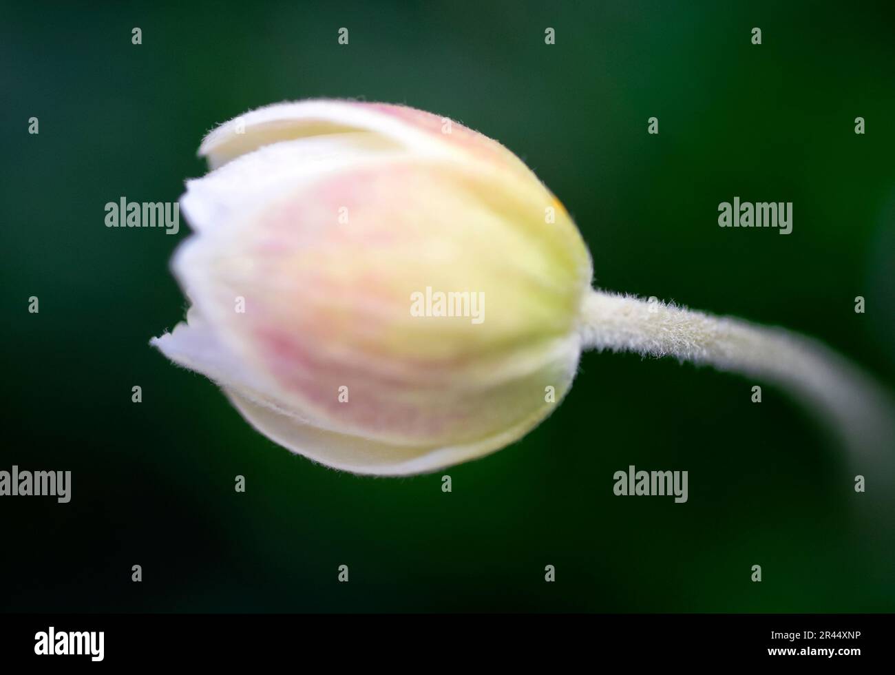 japanese anemone bud Stock Photo