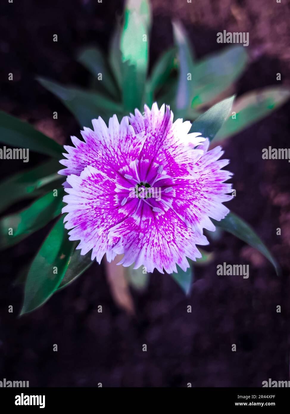 Full bloom atop hi-res stock photography and images - Alamy
