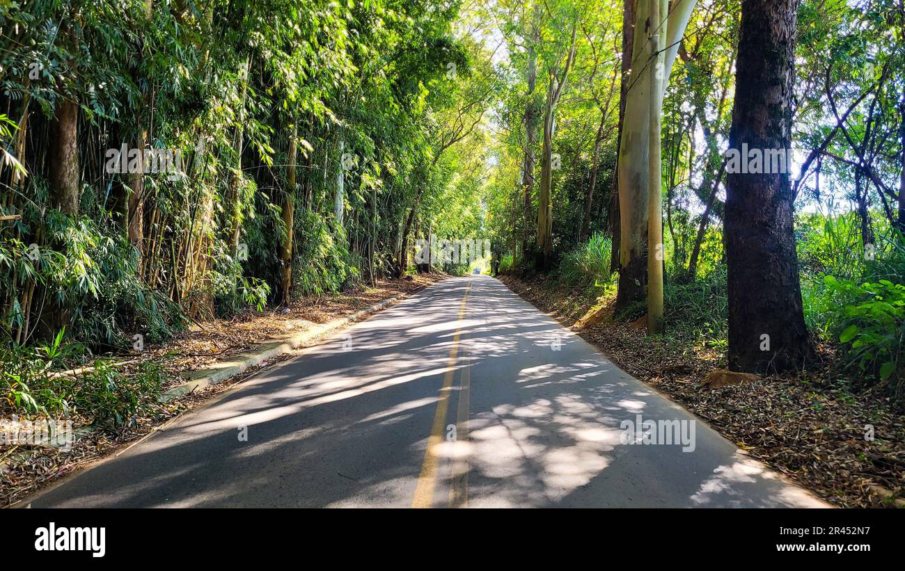 A picturesque winding road leading through a lush, green forest Stock ...
