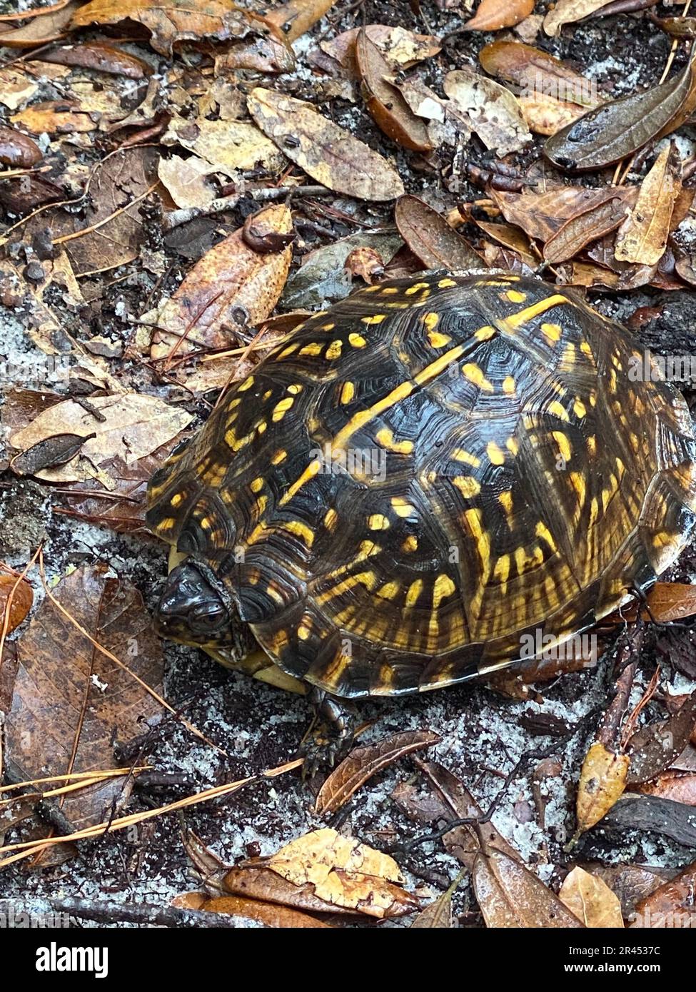 A closeup shot of an ornate box turtle, Terrapene ornata ornata. Stock Photo