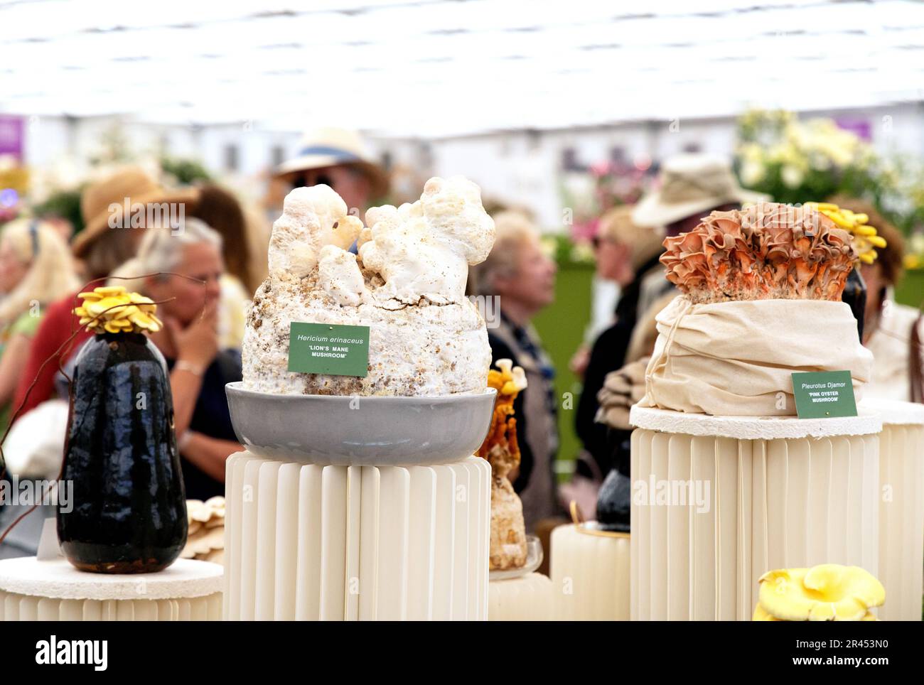 Chelsea Flower Show 2023 - visitors at a stand devoted to different types of fungi, or funghi, in the Great Pavilion; Chelsea London UK Stock Photo
