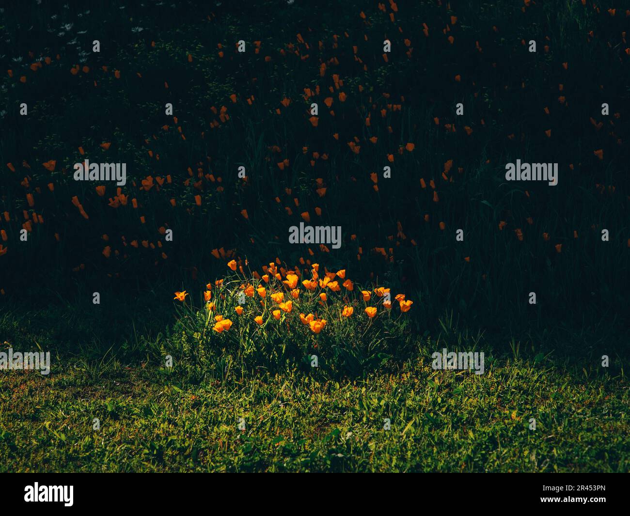 Spotlighted landscape hires stock photography and images Alamy