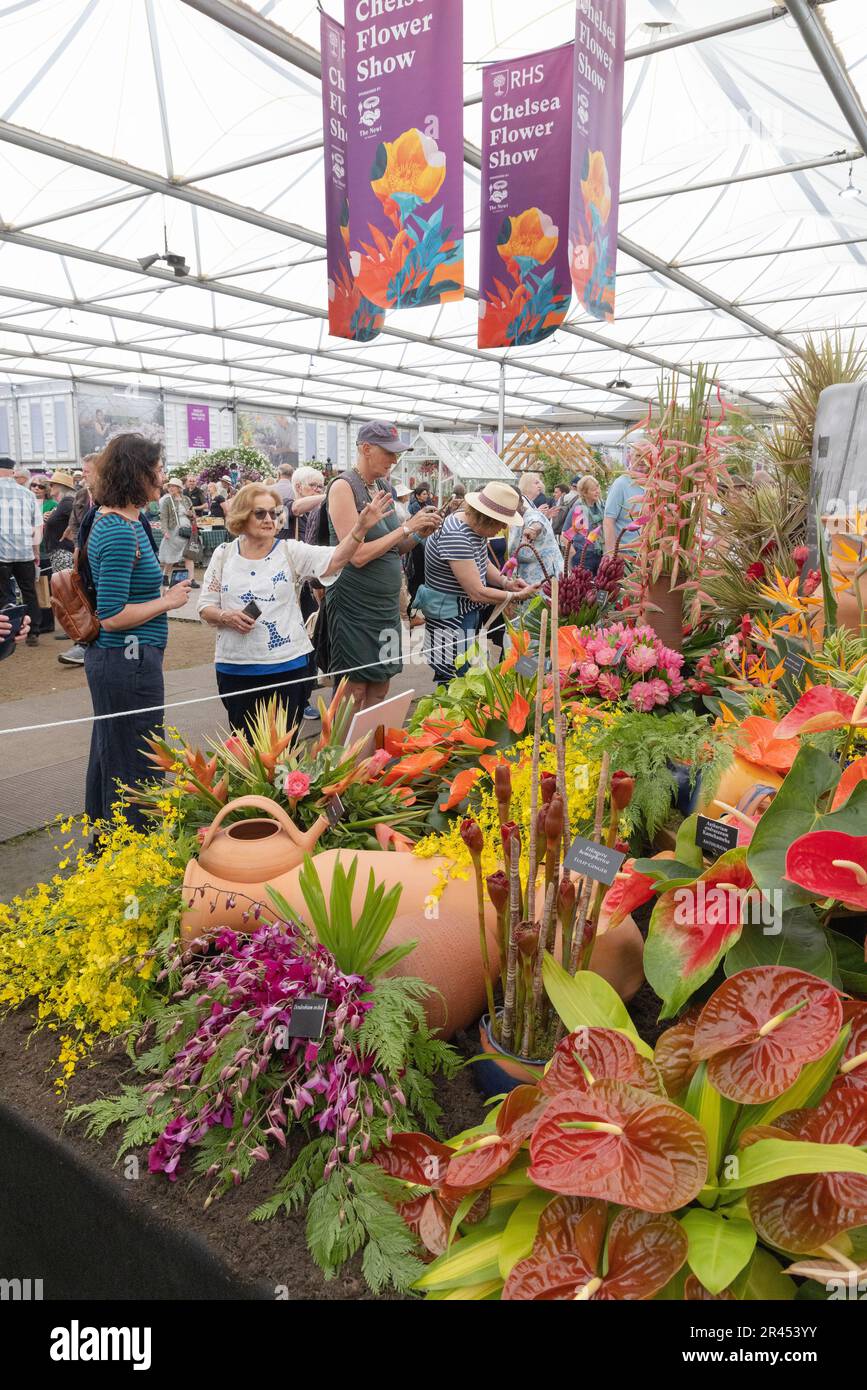 Chelsea Flower Show 2023 - people in the interior of the Chelsea Flower Show Great Pavilion looking at flowers on members day, London UK Stock Photo