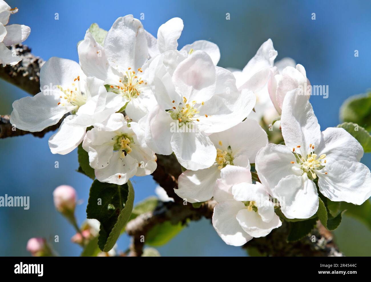 Apple tree blooming with bright white flowers in spring Stock Photo