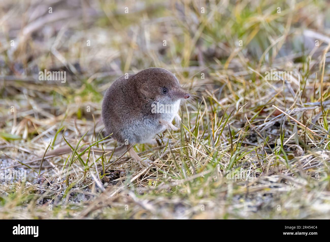 Shrew whiskers hi-res stock photography and images - Alamy