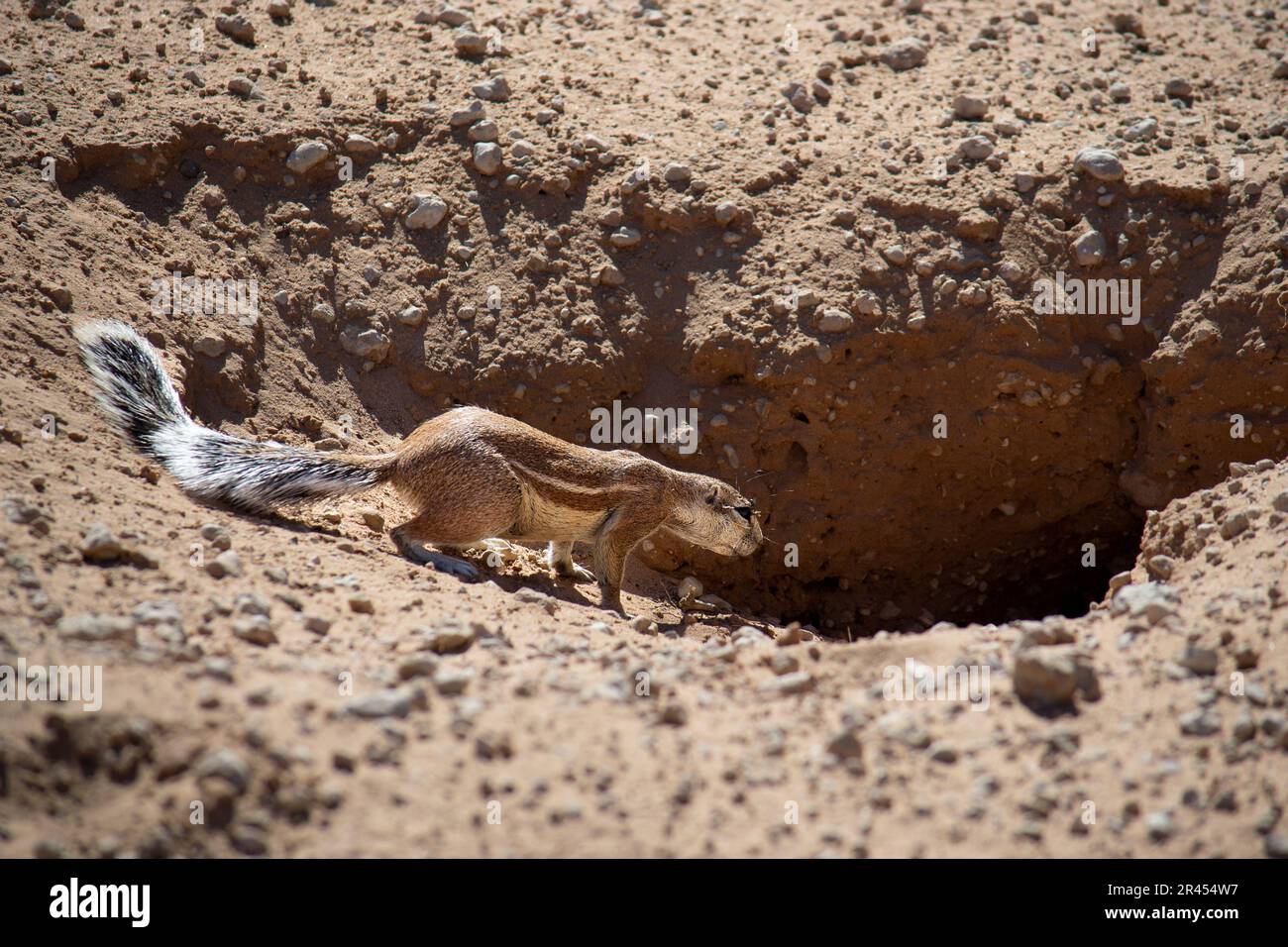 Squirrel watching a puff adder invade her home, South Africa Stock Photo