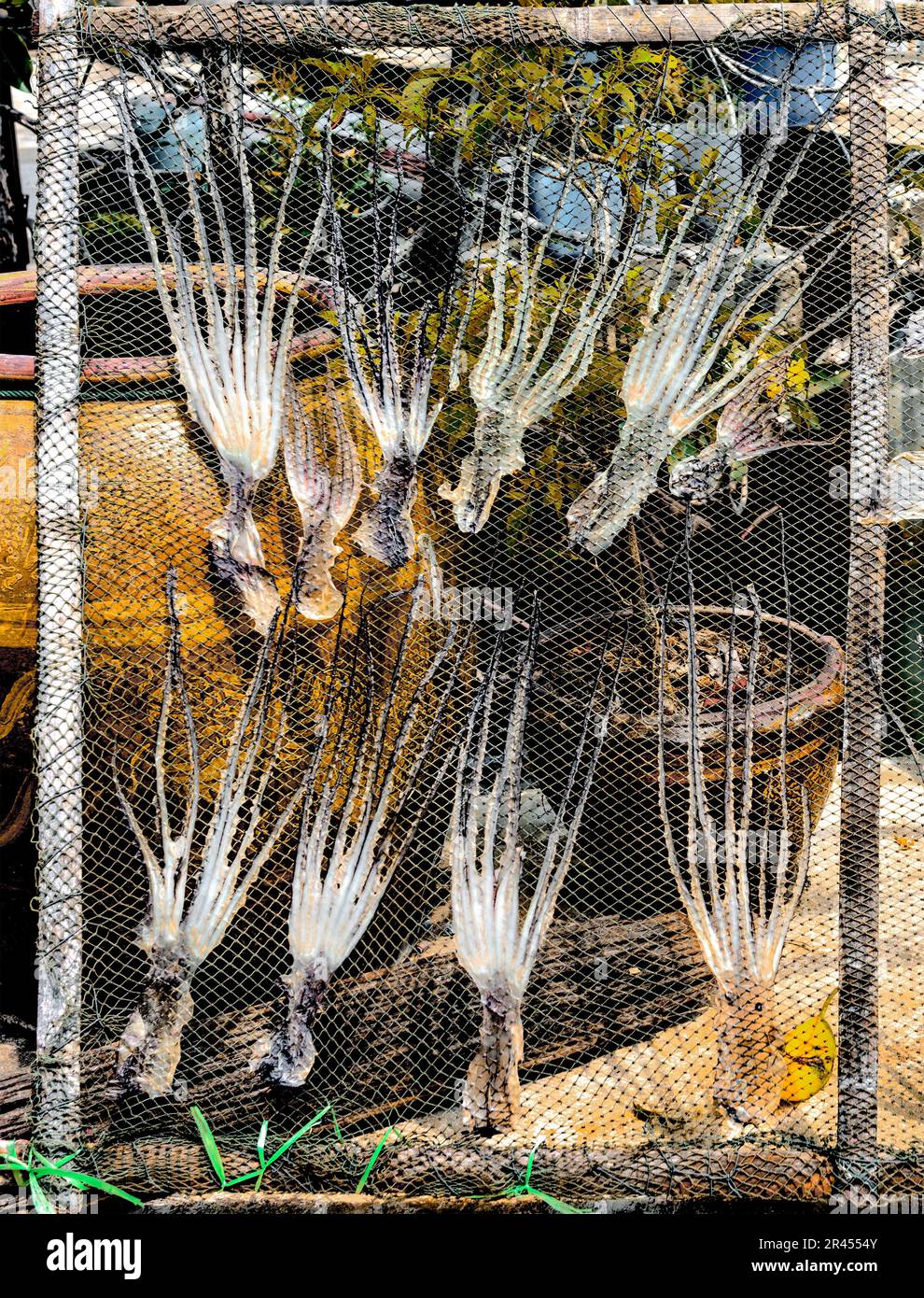 Sun Dry Octopuses. Octopuses rest on a chicken wire rack for sun drying. A simple and traditional way to dehydrate octopuses in Thailand. Stock Photo