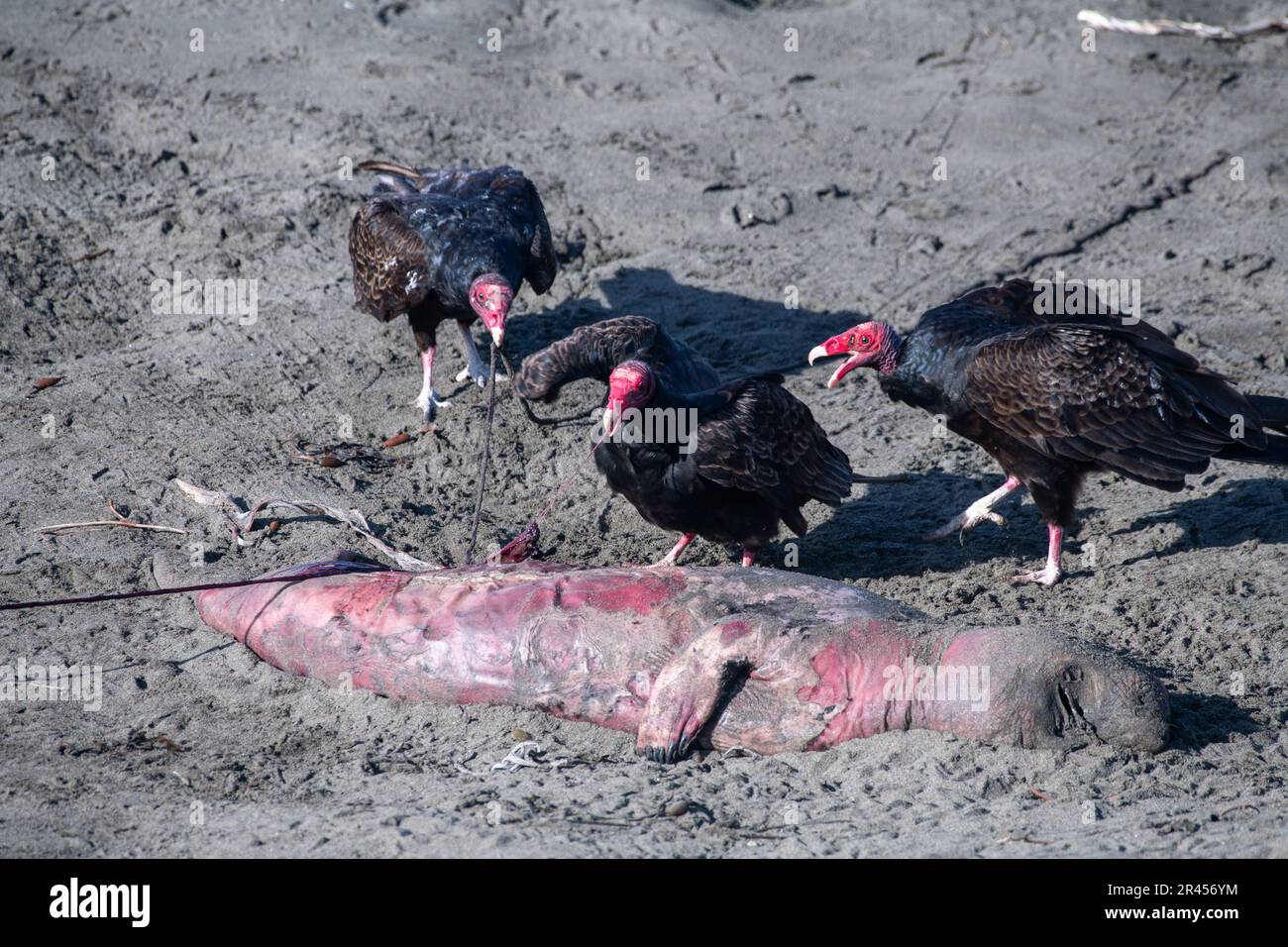 Turkey vultures eating a dead elephant seal pup Stock Photo
