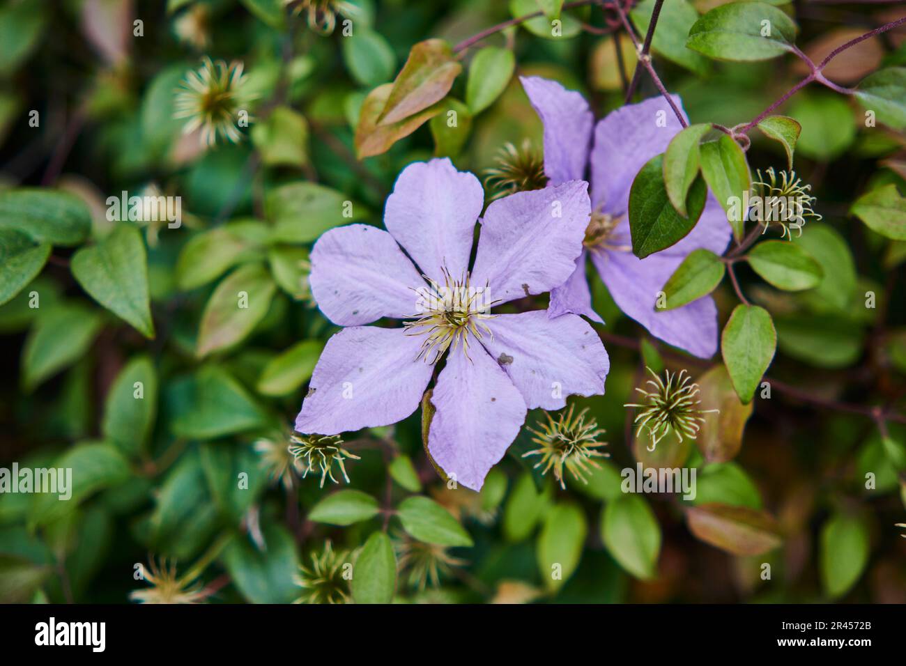 A closeup of beautiful Clematis viticella flowers in a garden Stock Photo