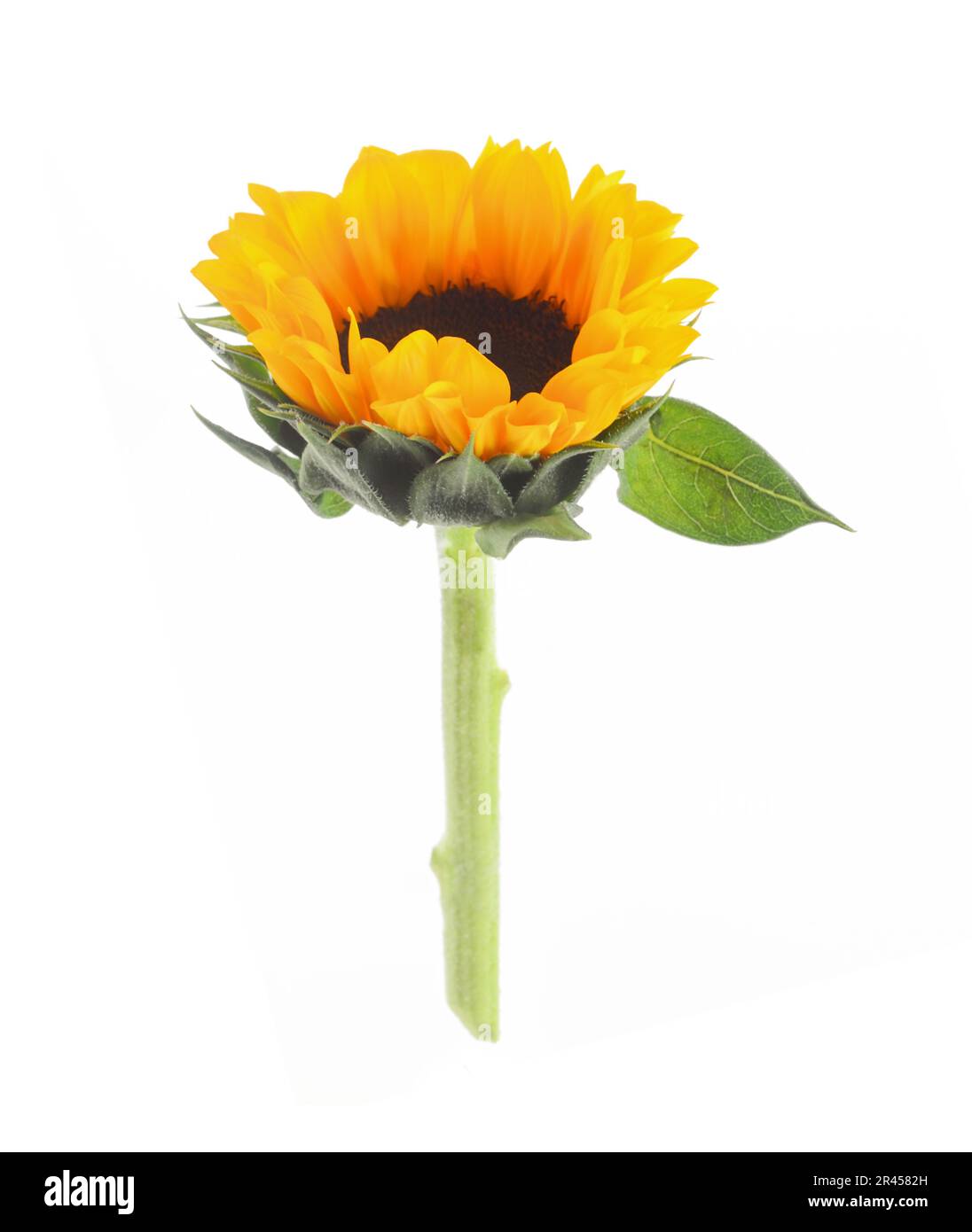 Sunflower isolated on white background Stock Photo - Alamy