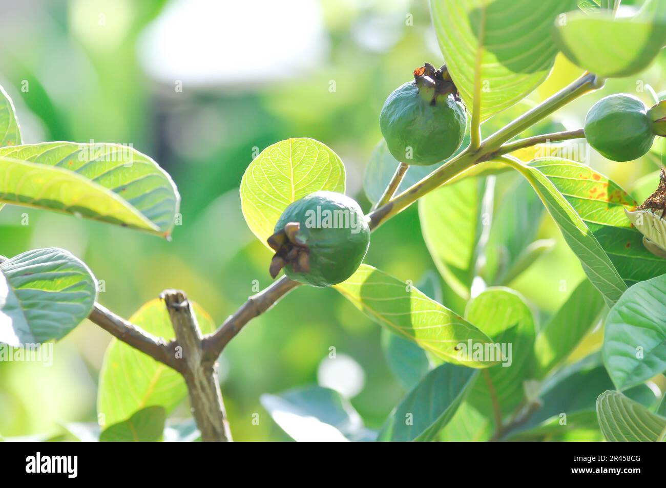 guava tree, MYRTACEAE or Psidium guajava Linn or guava seed on the tree  Stock Photo - Alamy