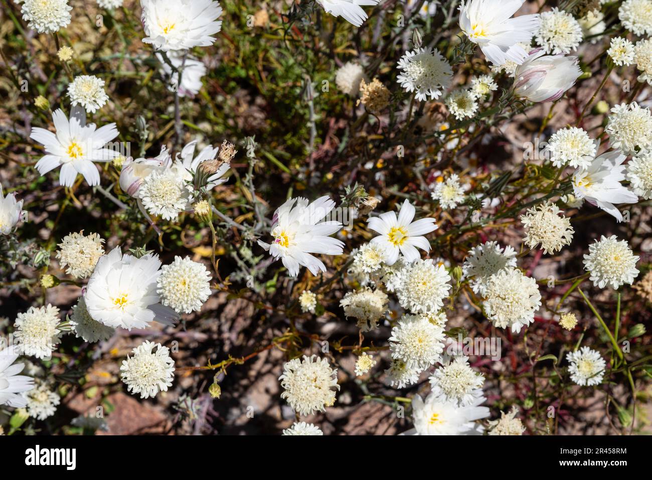 Spring wildflowers bloom in the desert, along the Oatman Highway, south of Oatman, Arizona,  USA on a beautiful spring day. Stock Photo